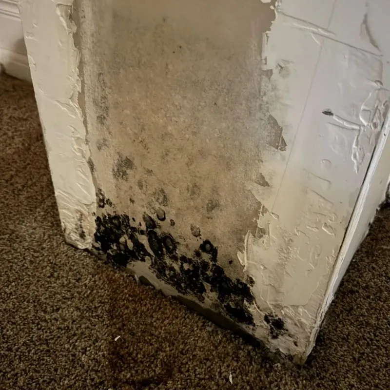 Professional Mold Removal in Castine, ME